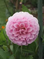 garten 09 018.webp