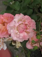 garten 09 022.webp