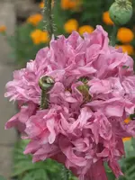 garten 09 035.webp