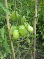 garten 09 024.webp
