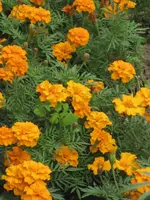garten 09 034.webp