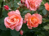 DSCN7272.webp