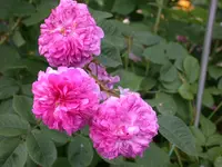 DSCN7271.webp