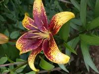 DSCN7282.webp