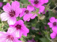 DSCN7304.webp