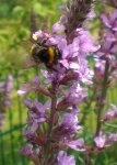 2009-07-12Hummel1.jpg