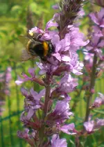 2009-07-12Hummel1.webp