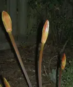 Naked Lilly.webp