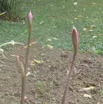 Naked Lilly (6)a.webp