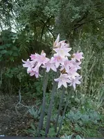 Naked Lilly (1).webp