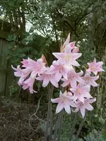 Naked Lilly (2).webp