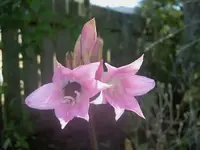Naked Lilly (7).webp