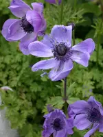 DSCN7357.webp