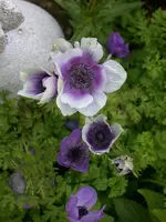 DSCN7358.webp