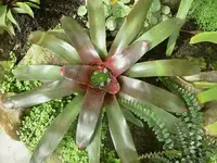 Blumen + Pflanzen alt 830.webp