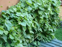pfeifenwinde1.webp