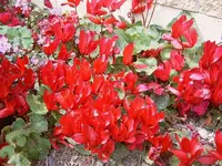 Fruehling 2008 121.webp