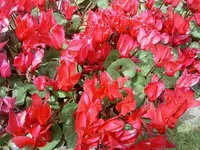 Fruehling 2008 122.webp