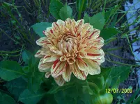 100_1959.webp