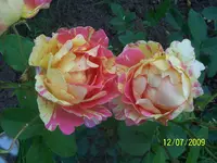 100_1960.webp