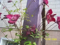 100_1963.webp