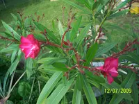 100_1964.webp