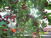 100_1966.webp