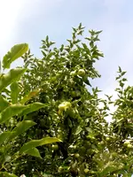2009  Garten -7-3 Apfelbaum 036.webp