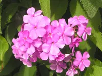 2009  Garten -7-3  Phlox 029.webp