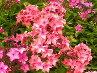 2009  Garten -7-3  Phlox 031.webp