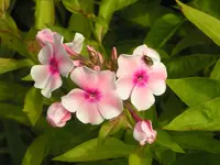 2009  Garten -7-3  ws-rs  Phlox 028.webp