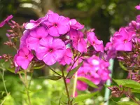 2009  Garten -7-3  Phlox 032.webp