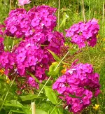 2009  Garten -7-3 Phlox 010-1 .webp