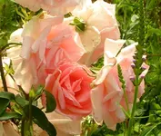 2009  Garten -7-3 rs Rose 001-1.webp