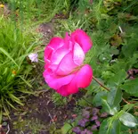 2009  Garten -7-3 rs-ws Rose 023-1.webp