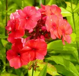 2009  Garten -7-3 rt  Phlox 024-1 .webp