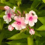 2009  Garten -7-3 ws-rs  Phlox 027-1 .webp