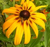 2009  Garten -7-3 Sonnenhut tricolor 013-1 .webp