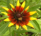 2009  Garten -7-3 Sonnenhut tricolor 015-1 .webp