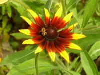 2009  Garten -7-3 Sonnenhut tricolor 016.webp