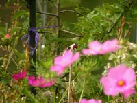 2009  Garten -7-3 Stieglitz 009.webp