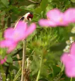 2009  Garten -7-3 Stieglitz 009-1 .webp