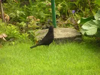 2009  Garten -7-3 Amsel 008.webp