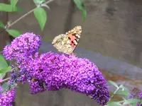 P1010018.webp