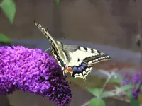 P1010023.webp