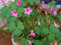 CIMG6411.webp