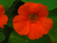 CIMG6436.webp