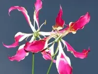 gloriosa_klein_3081.webp