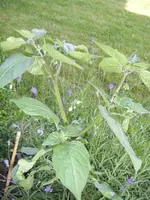 DSCF5048.webp