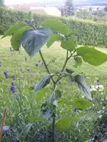 DSCF5050.webp